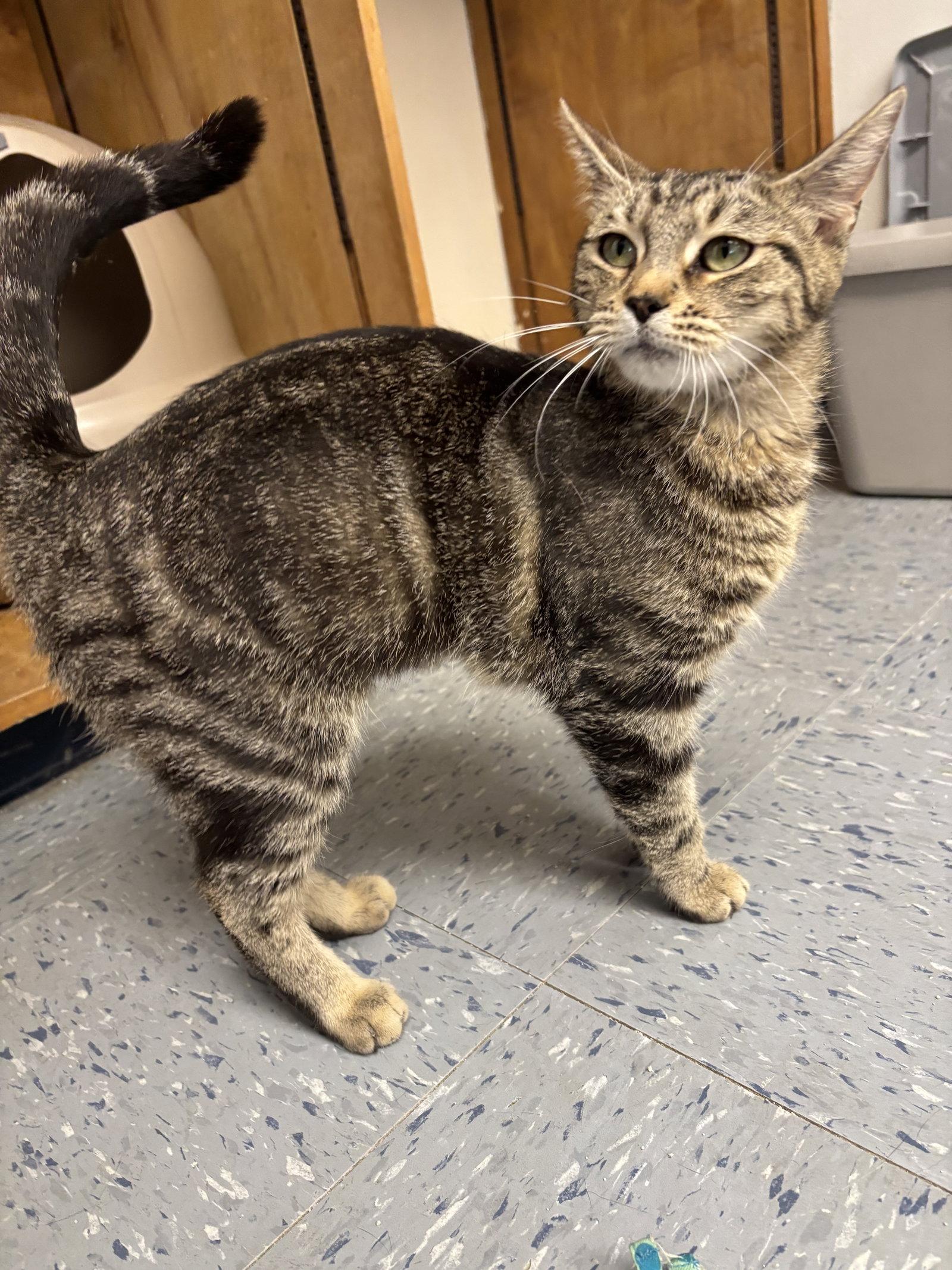 Mau Mau, Adopted, Young Female Domestic Short Hair.