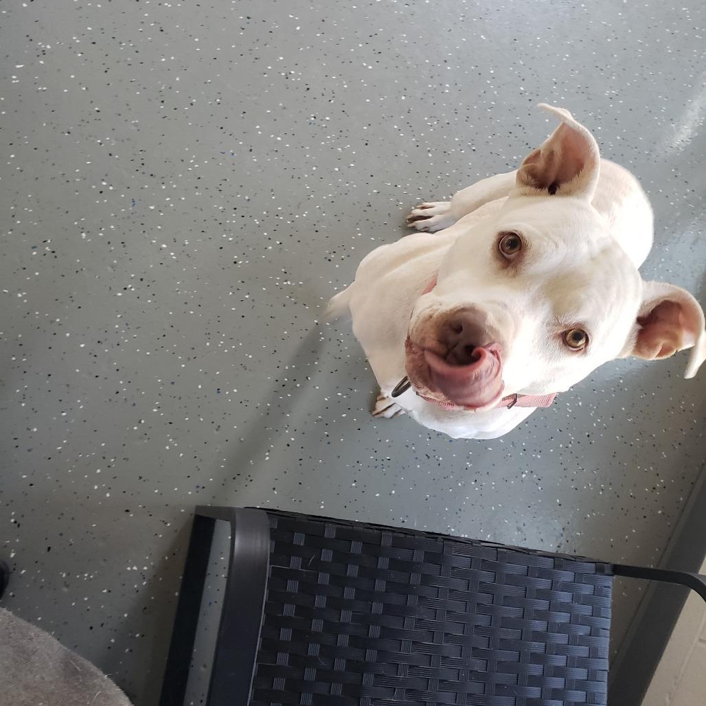 Enlarge Petey, a Adoptable Pit Bull Terrier in Danville, KY image 1/4