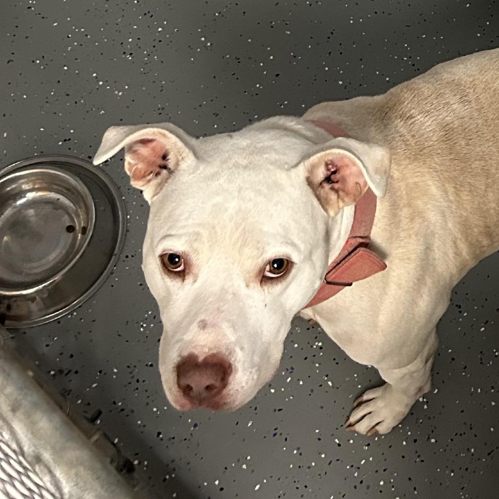 Enlarge Petey, a Adoptable Pit Bull Terrier in Danville, KY image 2/4