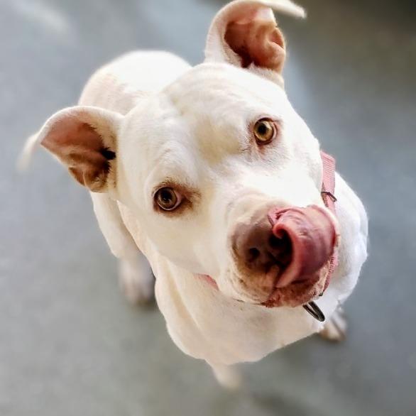 Enlarge Petey, a Adoptable Pit Bull Terrier in Danville, KY image 1/2