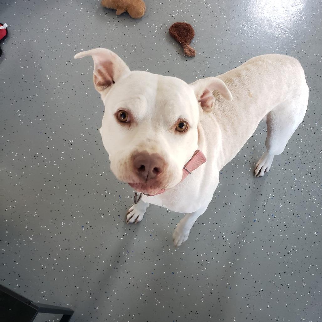 Enlarge Petey, a Adoptable Pit Bull Terrier in Danville, KY image 3/4