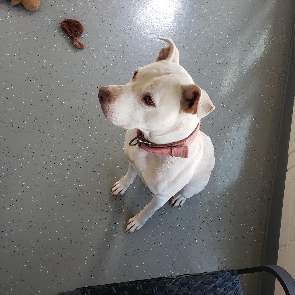 Enlarge Petey, a Adoptable Pit Bull Terrier in Danville, KY image 4/4