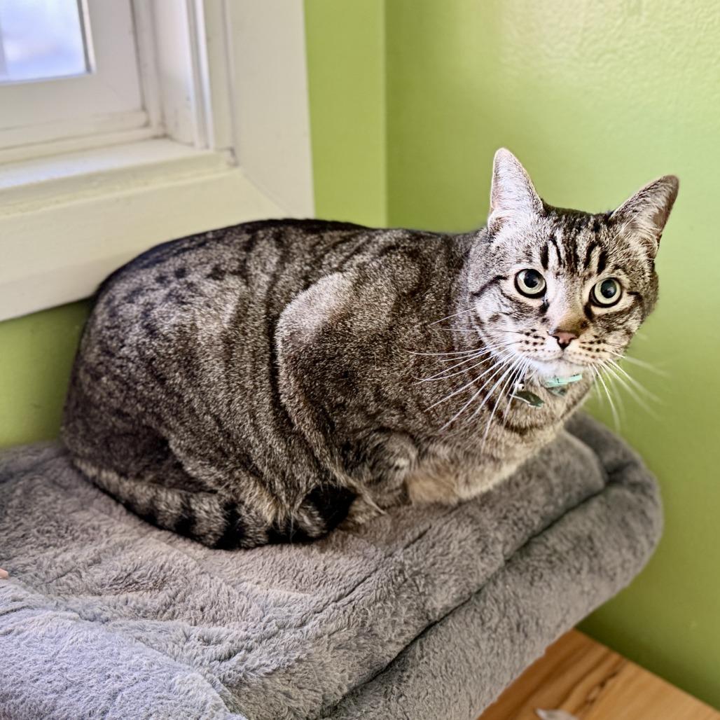 Mazie, Adoptable, Senior Female Domestic Short Hair.