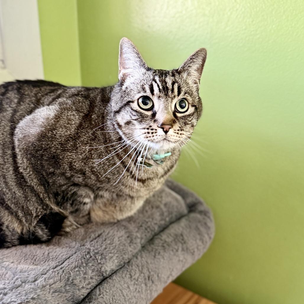 Mazie, a Adoptable Domestic Short Hair in Fresno, CA image 2/6