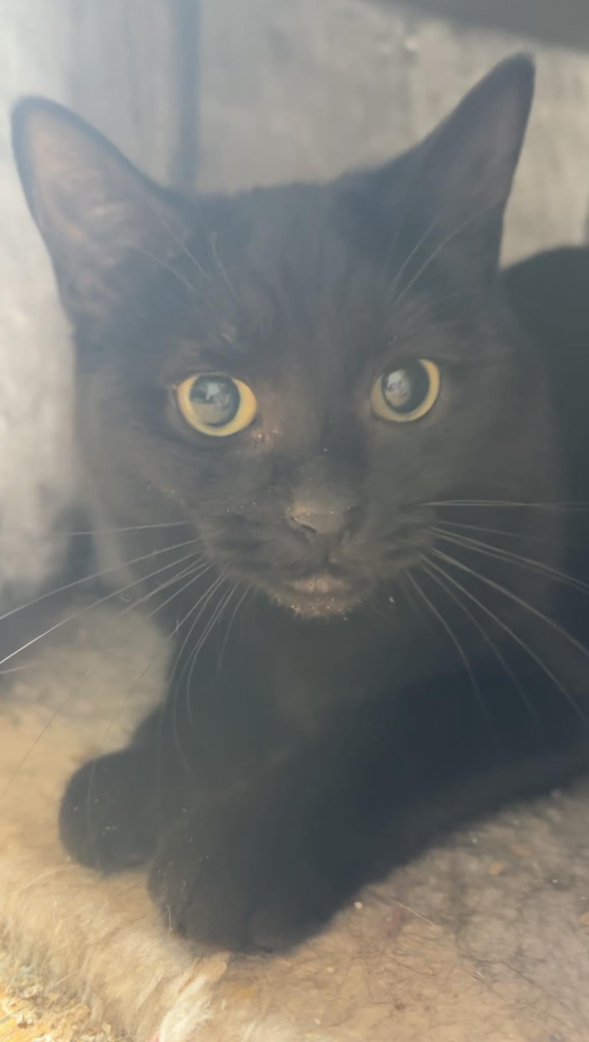 CONFETTI, adopted, Young Female Domestic Short Hair.