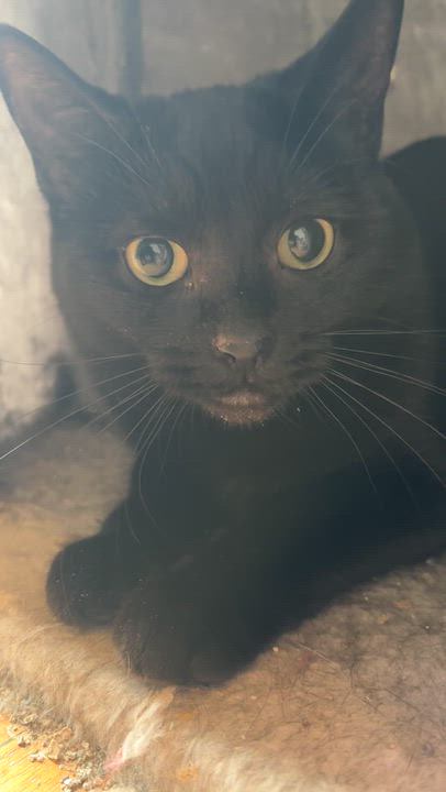 Enlarge CONFETTI, an adopted Domestic Short Hair in Shakespeare, ON video 1/2
