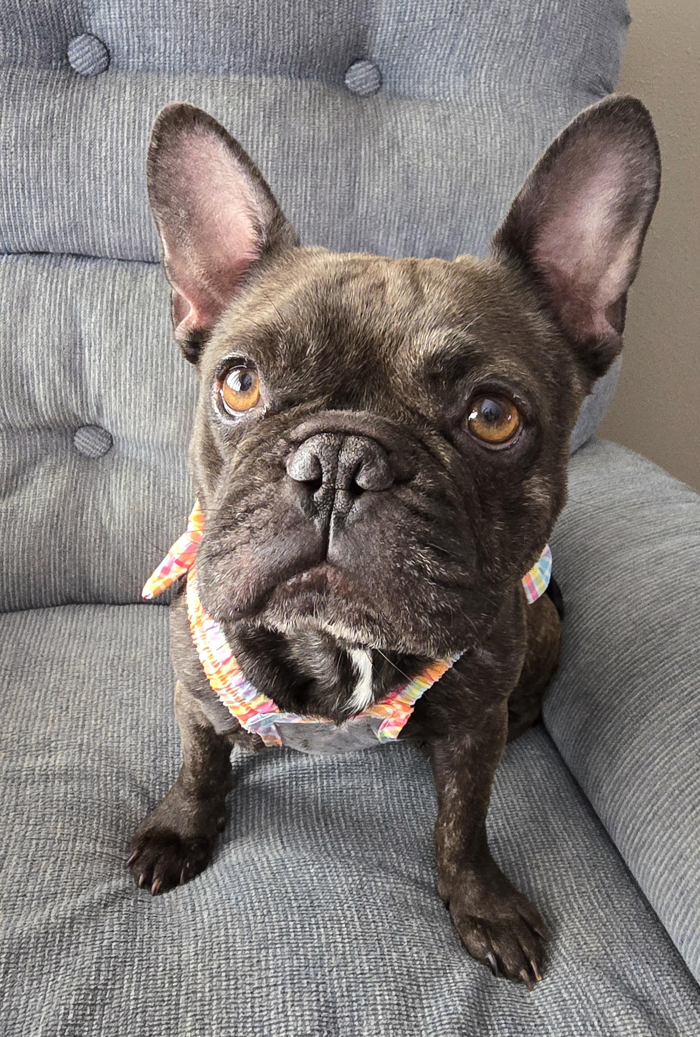 Gigi, an adopted French Bulldog in Cedar Rapids, IA image 5/6