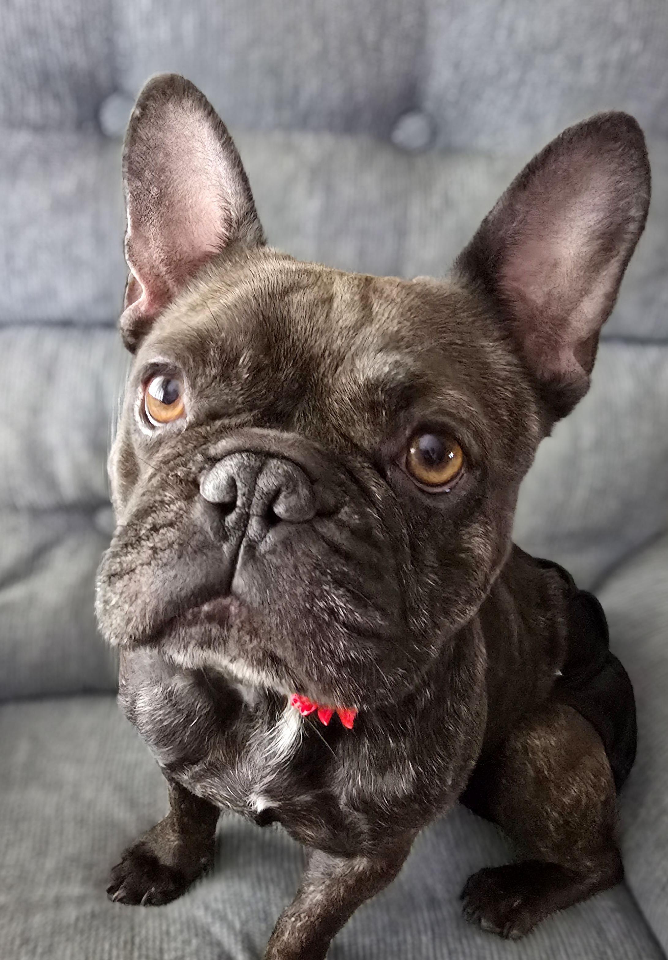 Gigi, an adopted French Bulldog in Cedar Rapids, IA image 2/6