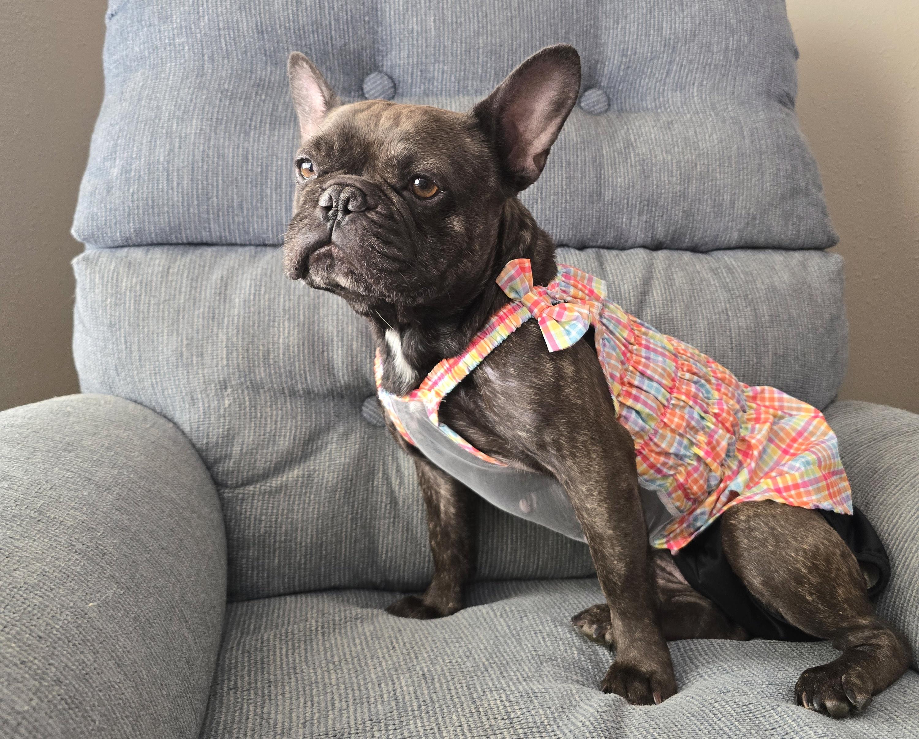 Gigi, an adopted French Bulldog in Cedar Rapids, IA image 6/6