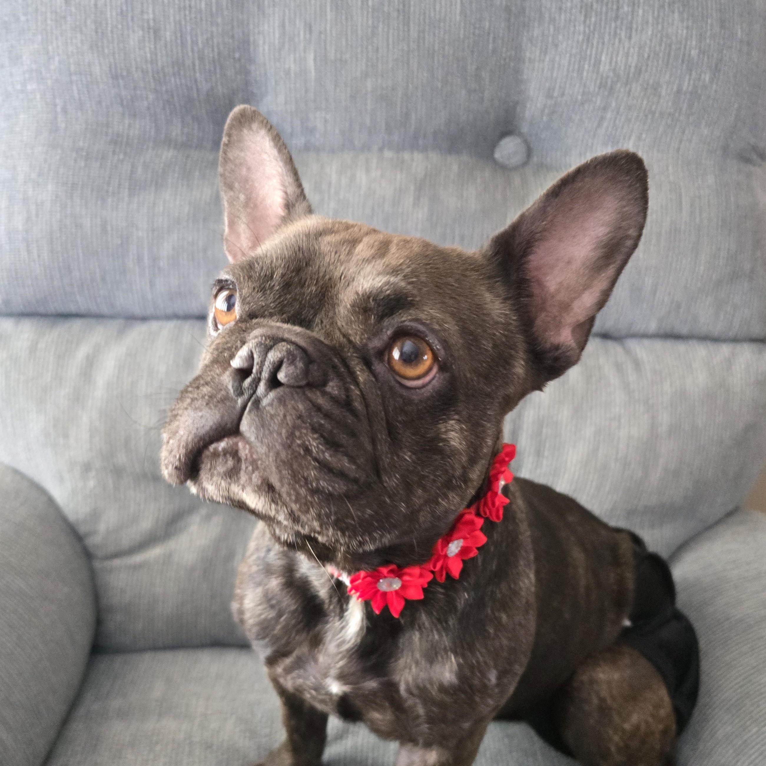 Gigi, adopted, Young Female French Bulldog.