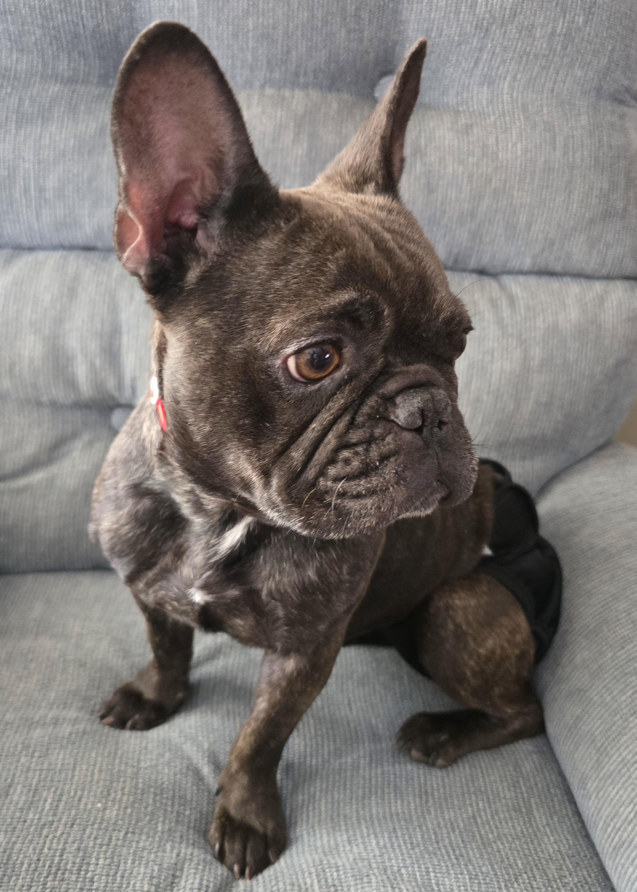 Gigi, an adopted French Bulldog in Cedar Rapids, IA image 4/6