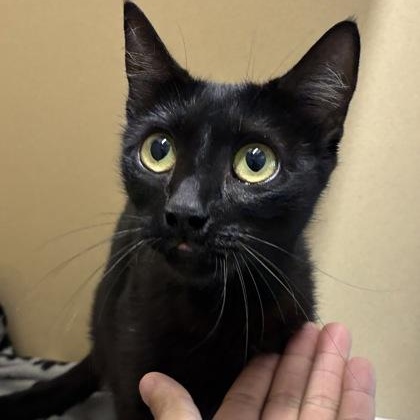 Anya, ADOPTABLE, Adult Female Domestic Short Hair.