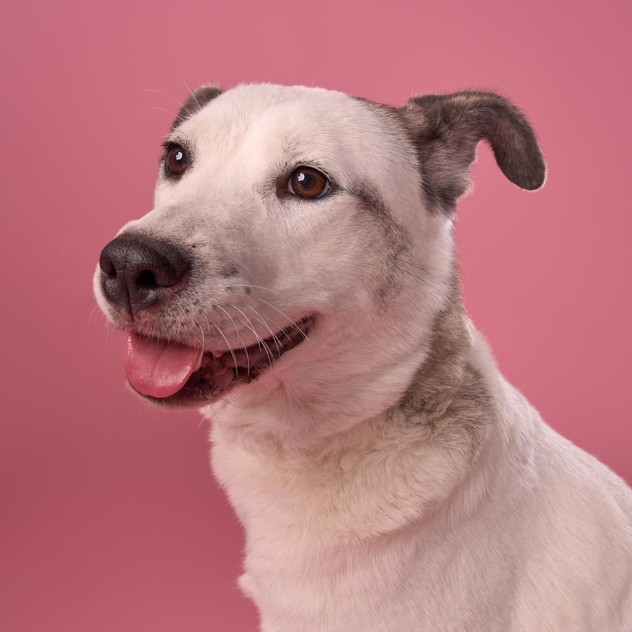 Scallop, Adoptable, Adult Female Husky & Pit Bull Terrier.