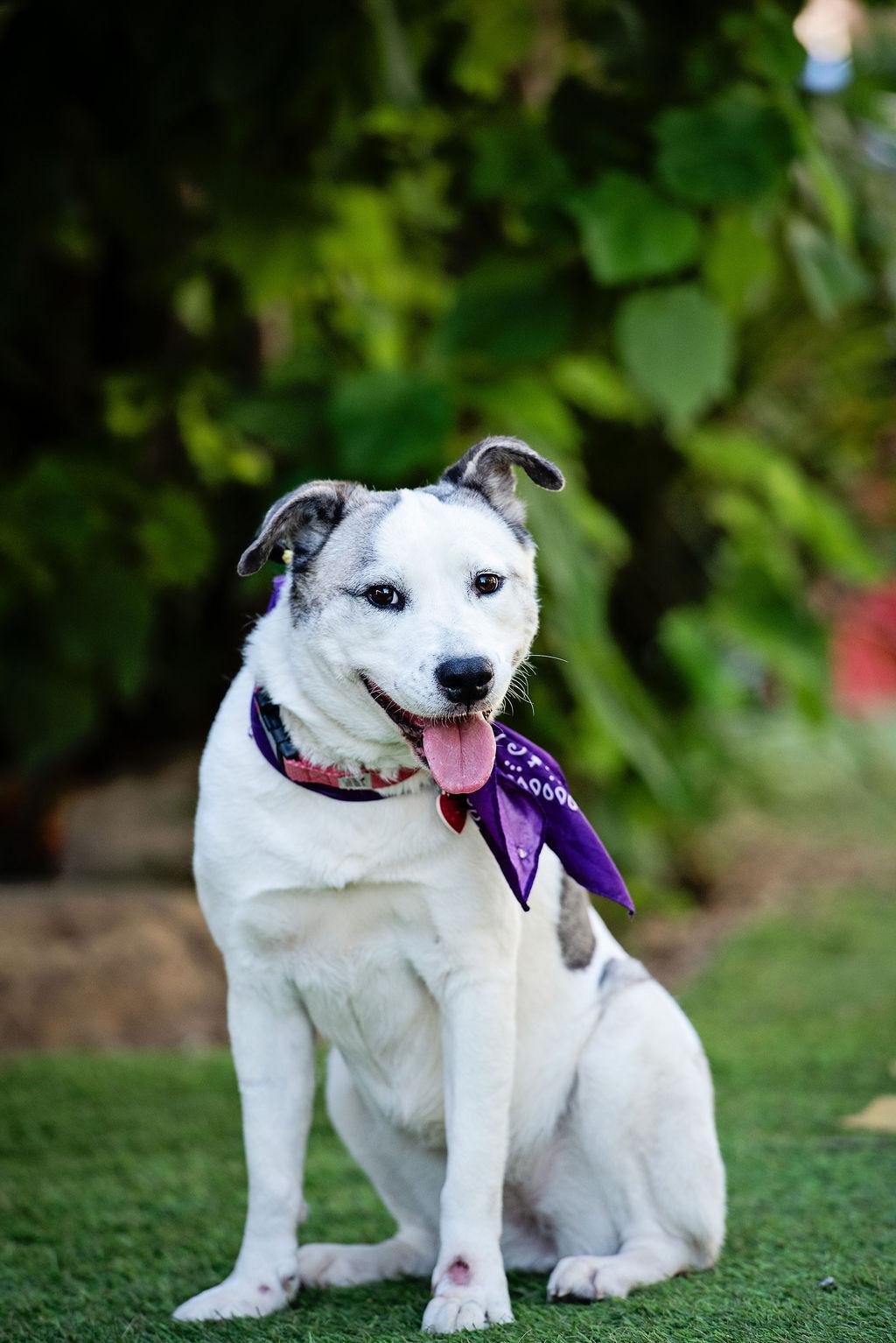 Scallop, adoptable, Adult Female Black Mouth Cur & Husky.