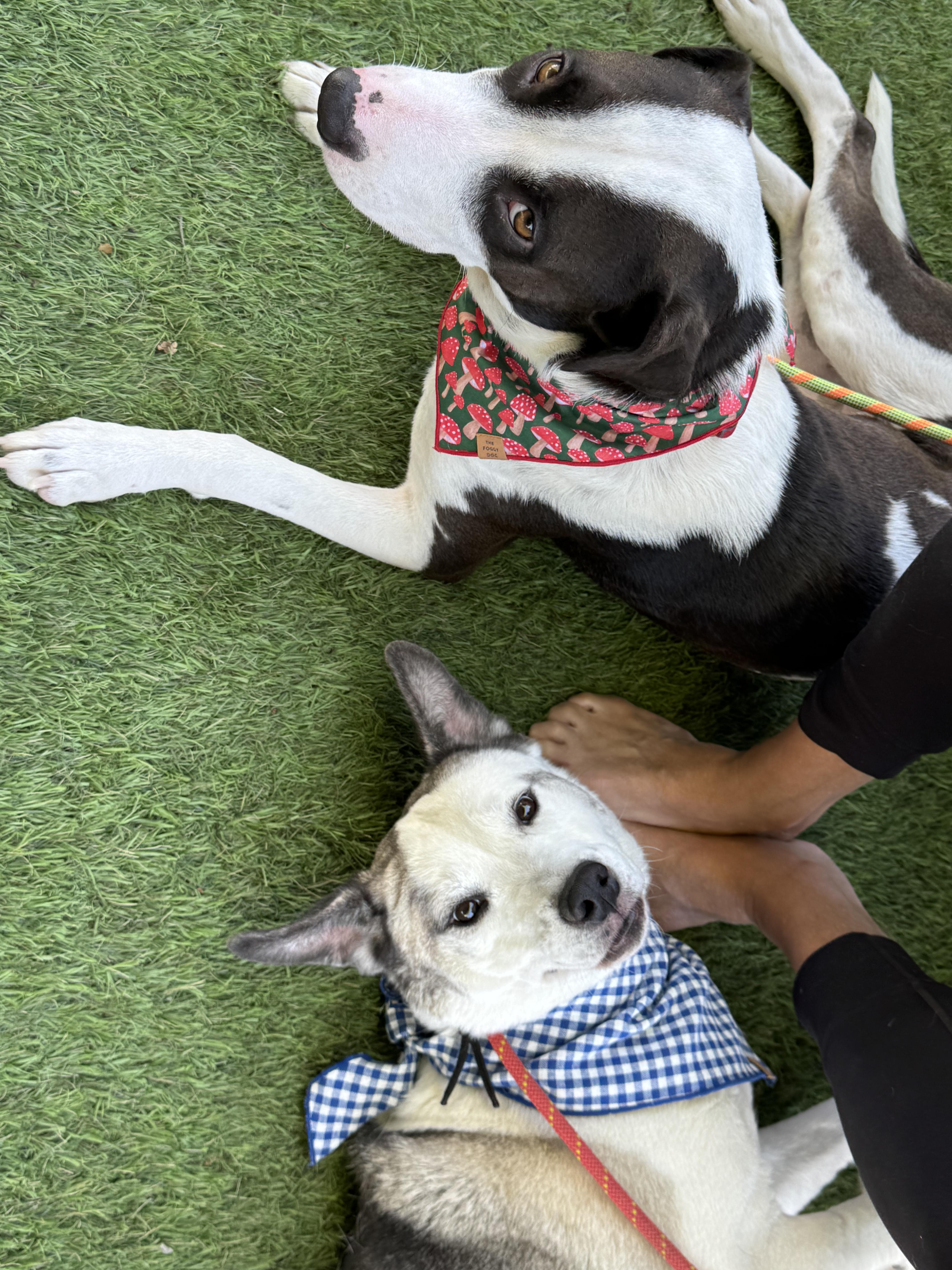 Enlarge Scallop, a Adoptable mixed breed in Los Angeles, CA image 3/6