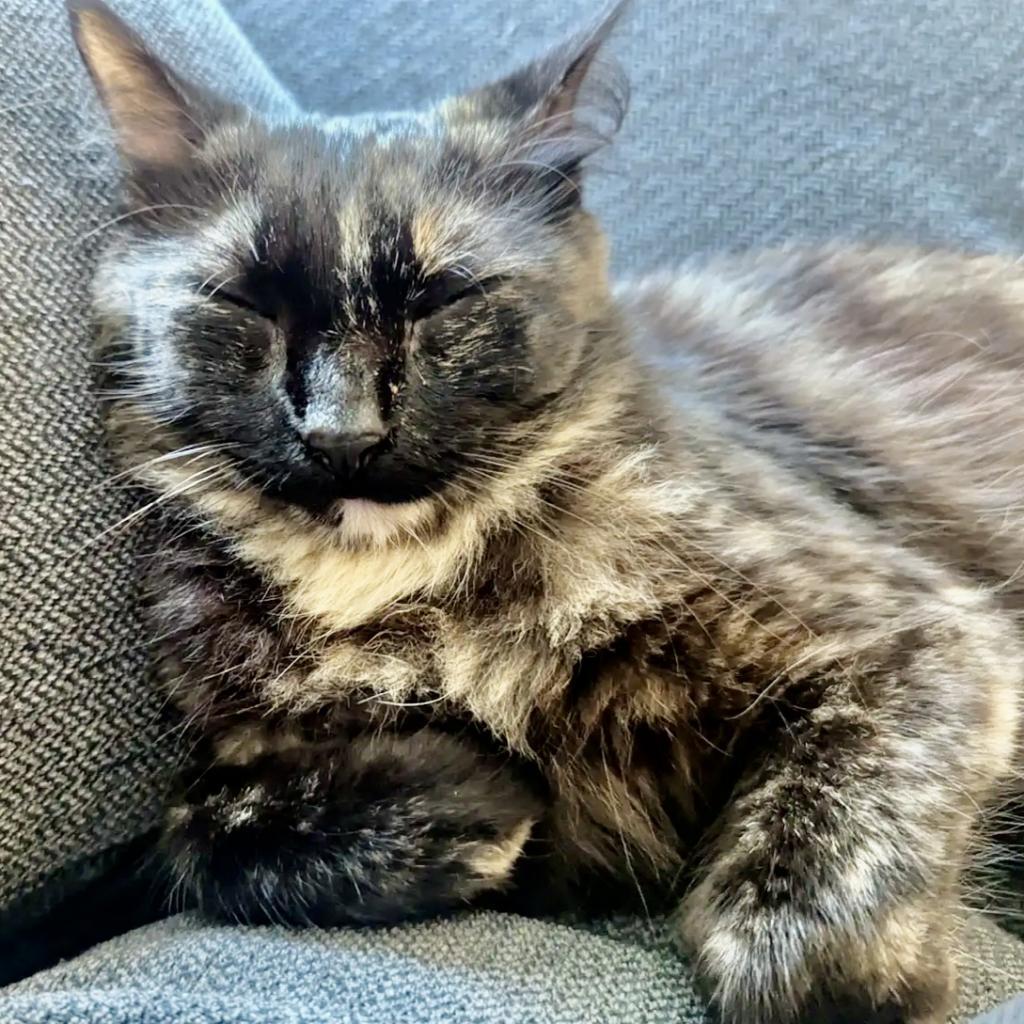 Pixel
