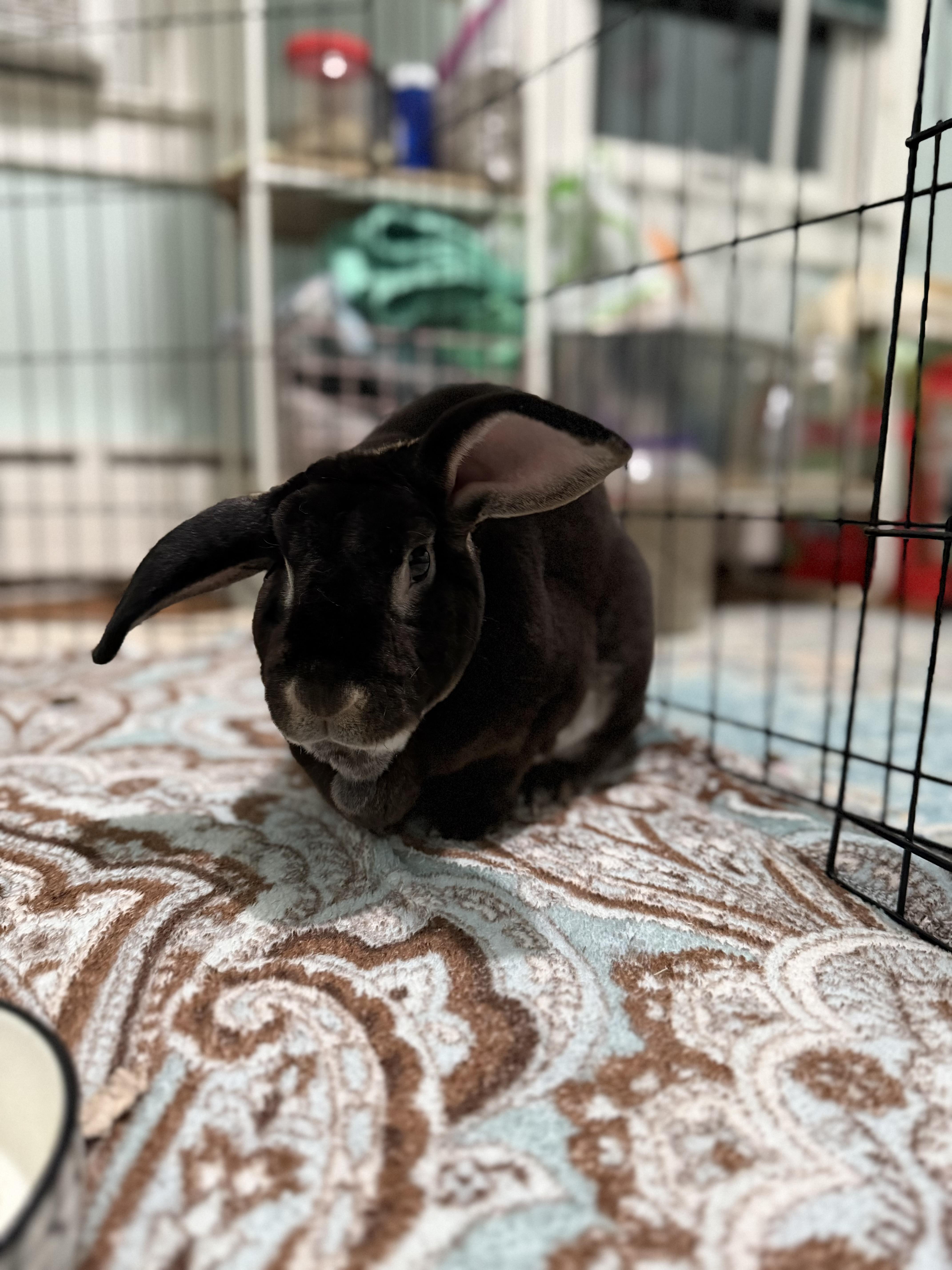 Rexsa, Adoptable, Young Male Rex.