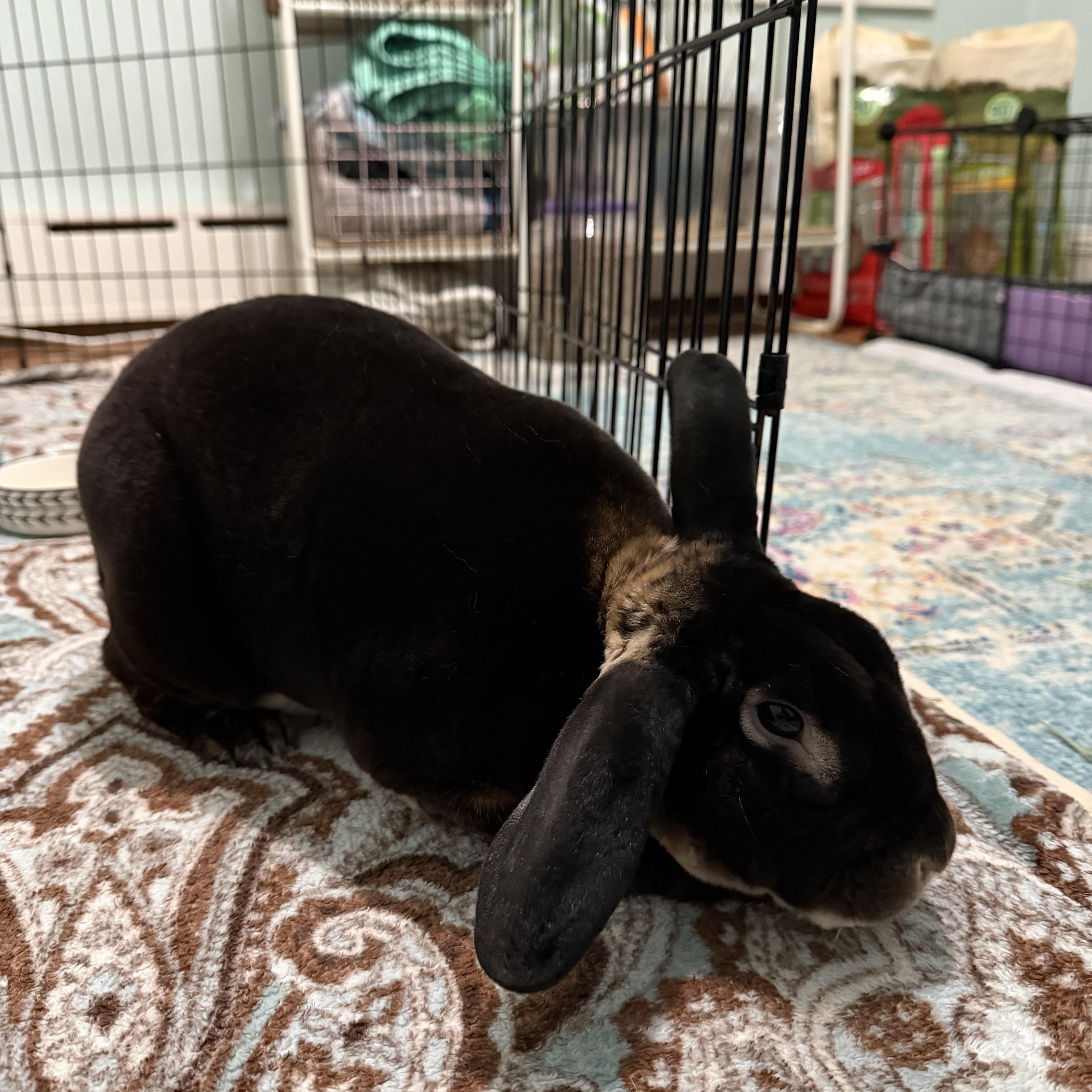 Enlarge Rexsa, a Adoptable Rex in Philadelphia, PA image 3/3