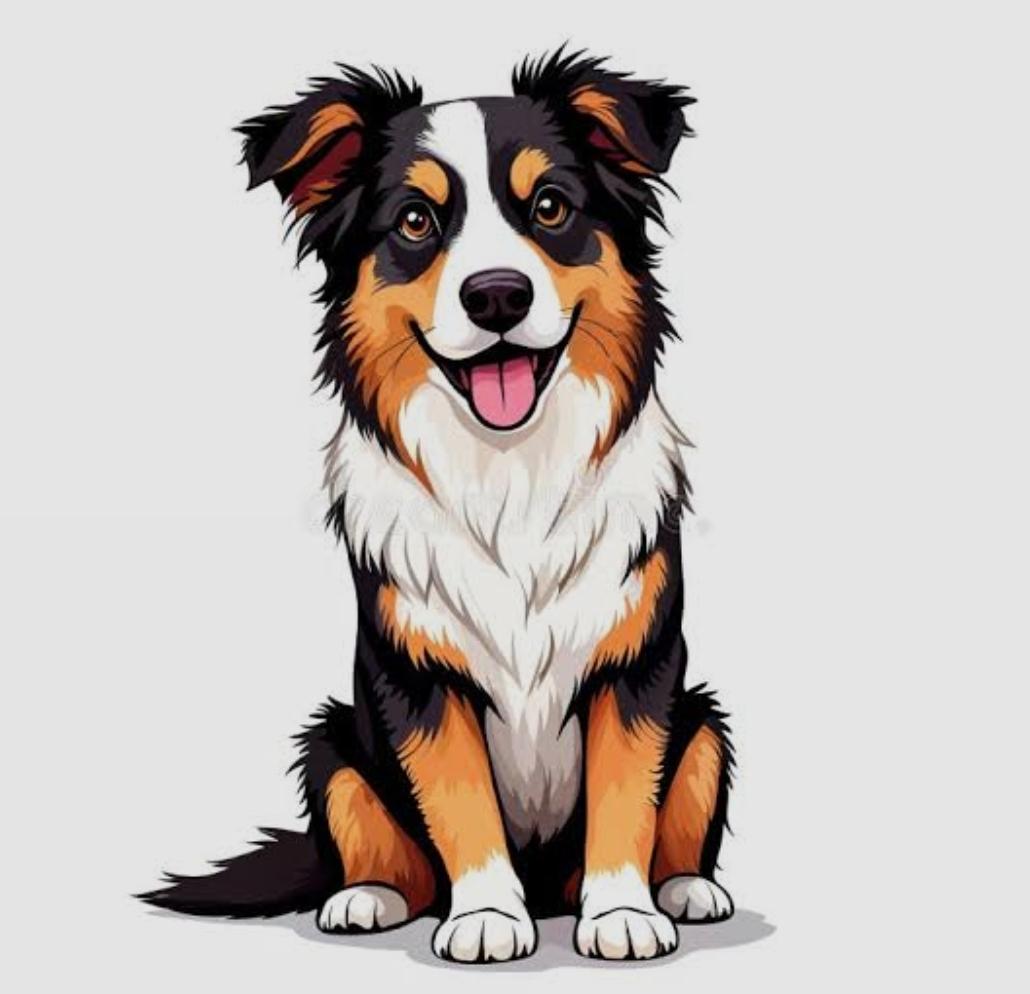 Enlarge Frodo, a Adoptable Australian Shepherd in Elk River, MN image 1/1