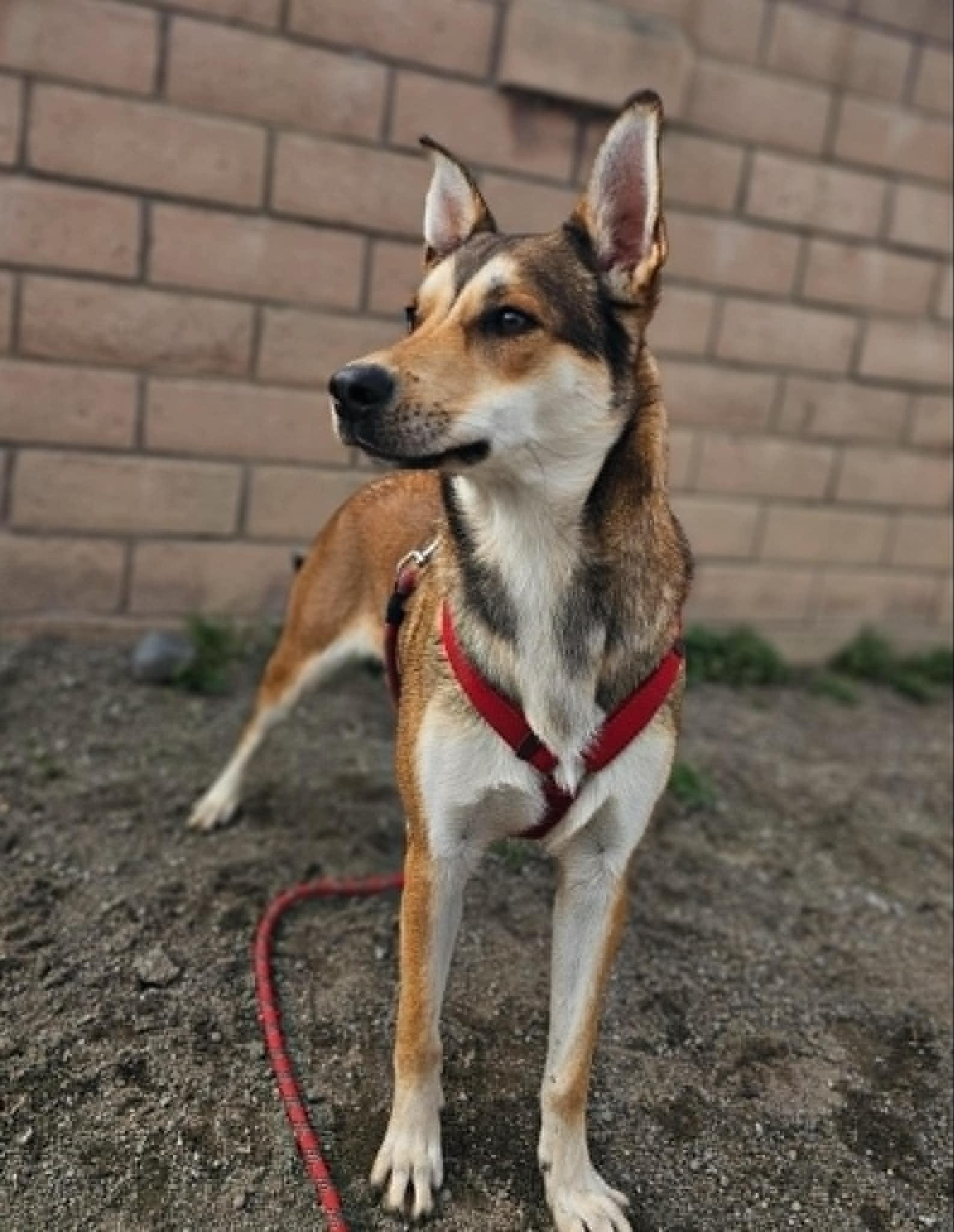 Musa, a Adoptable Shepherd in Visalia, CA image 1/4