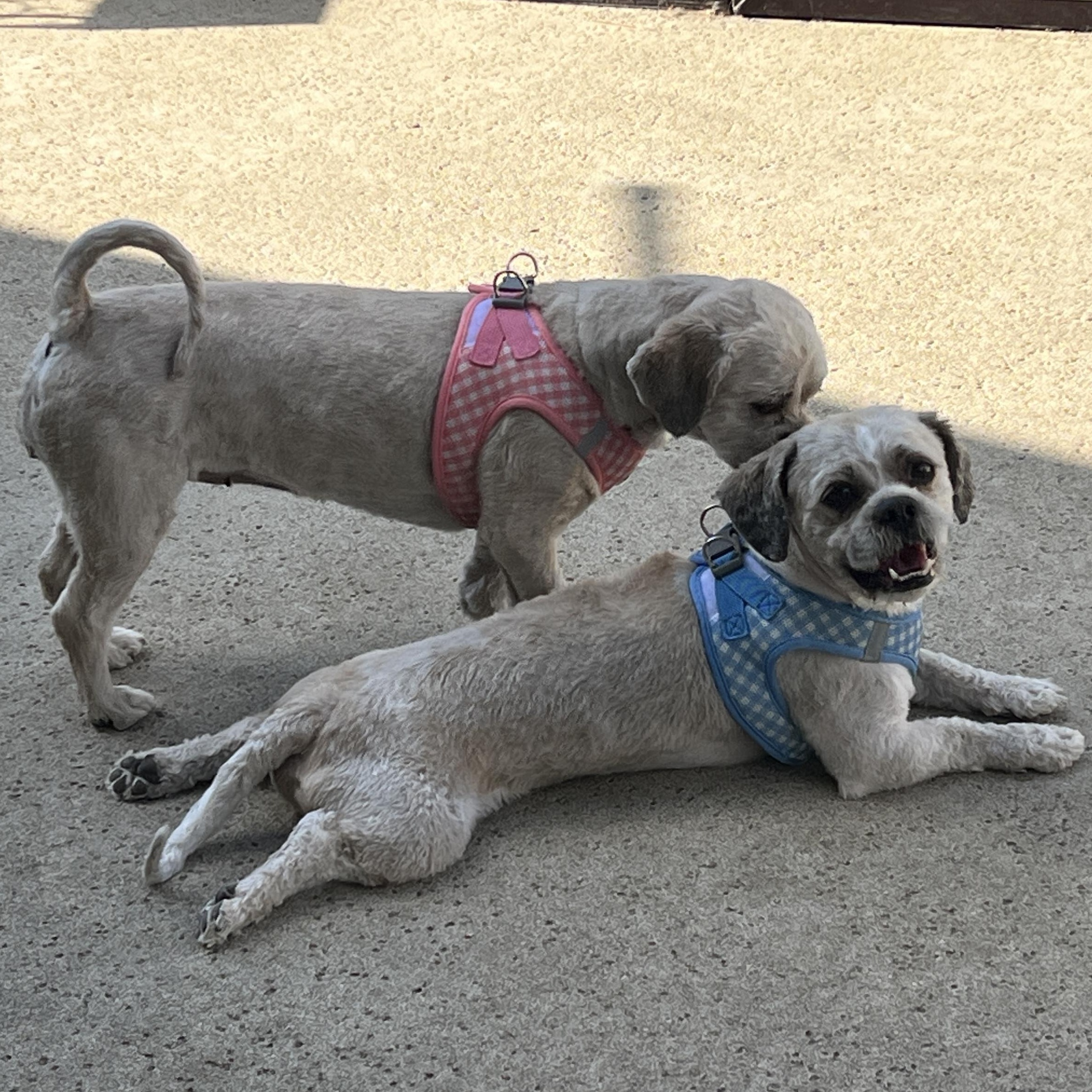 Enlarge Mr. Handsome Jackson & Ms. Beautiful Roxy (Bonded), a Adoptable mixed breed in Vancouver, BC image 5/6