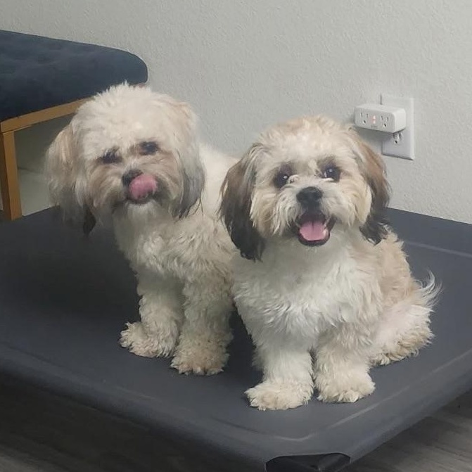Enlarge Mr. Handsome Jackson & Ms. Beautiful Roxy (Bonded), a Adoptable mixed breed in Vancouver, BC image 1/6