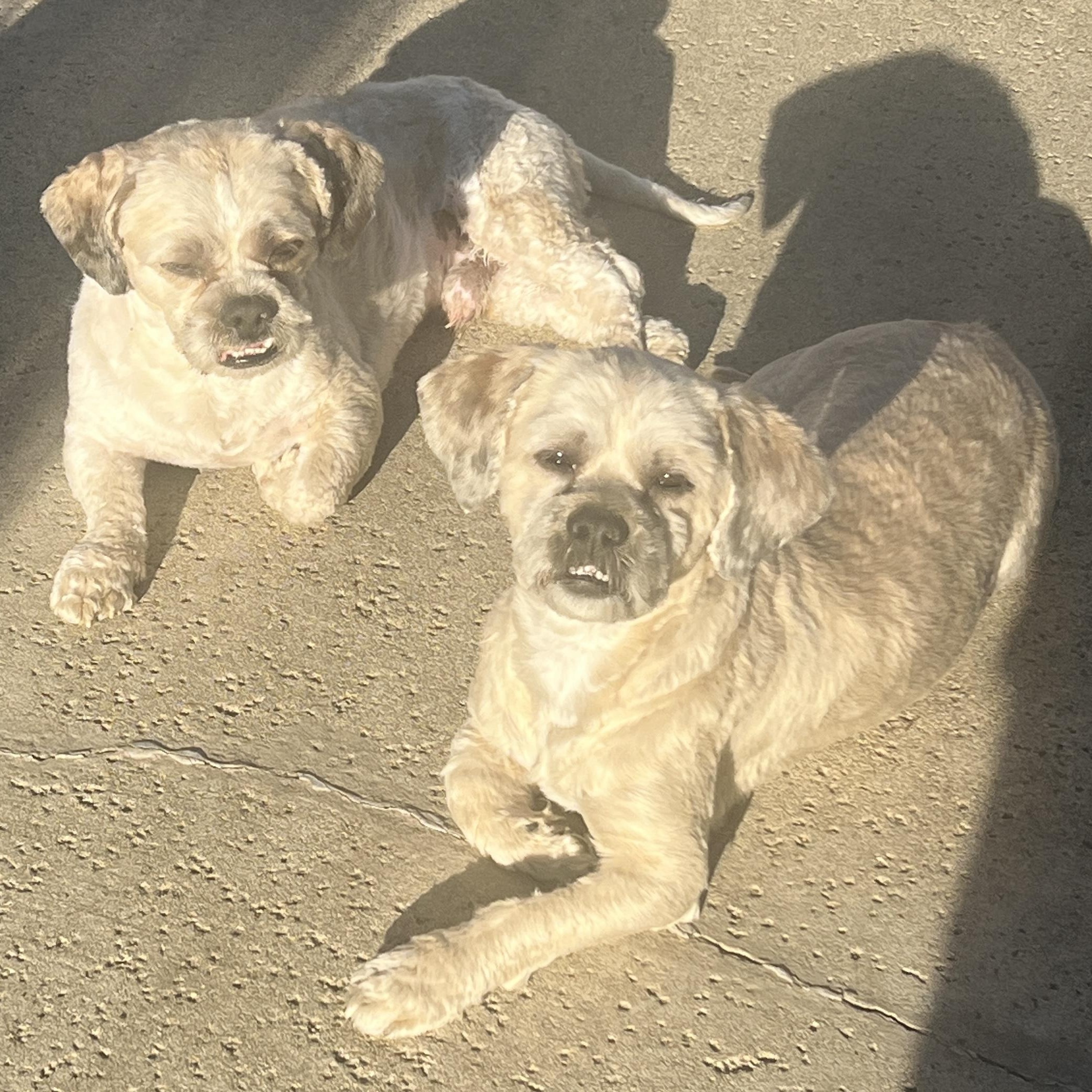Enlarge Mr. Handsome Jackson & Ms. Beautiful Roxy (Bonded), a Adoptable mixed breed in Vancouver, BC image 6/6