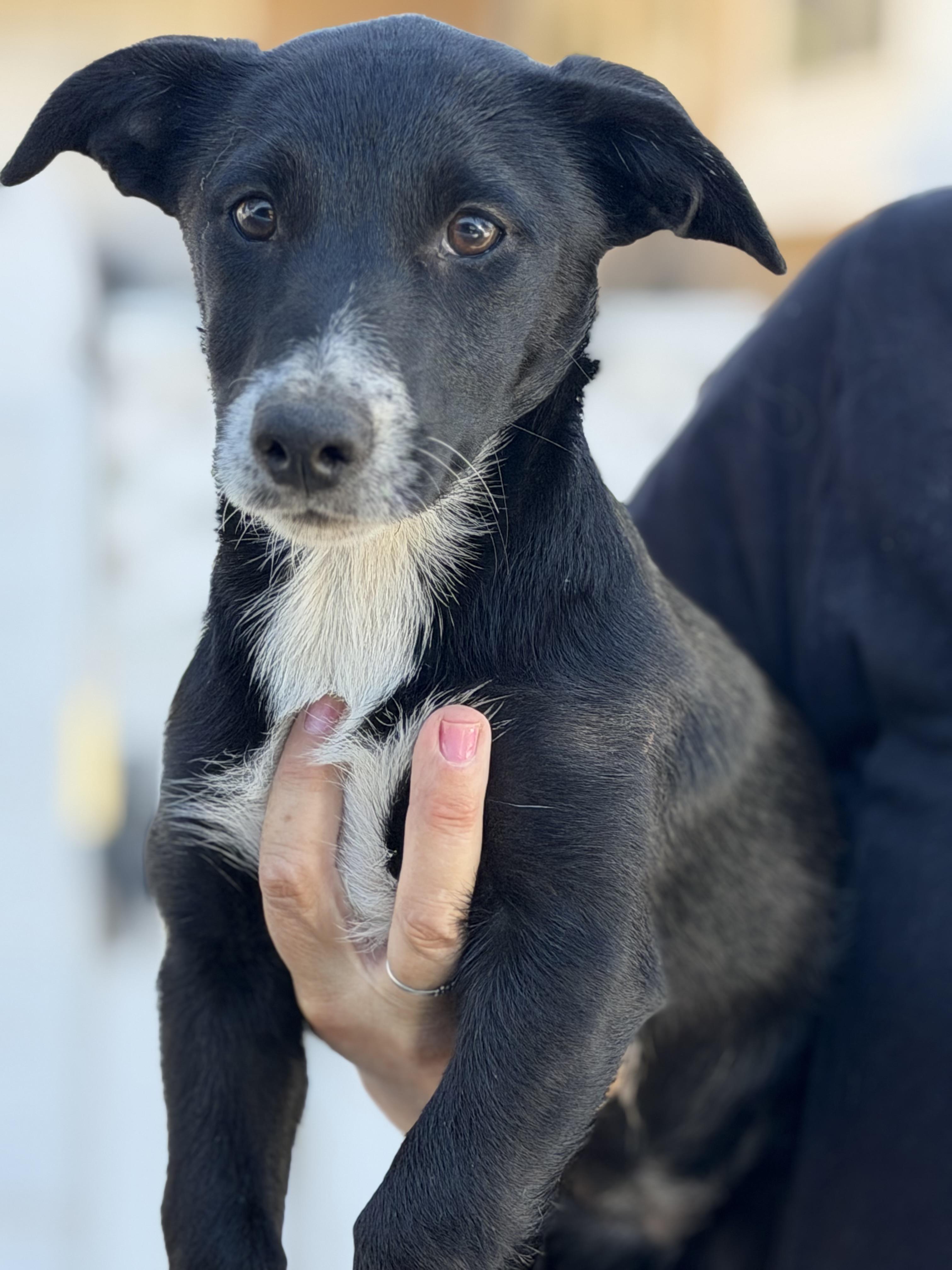 Enlarge Summer, a Adoptable mixed breed in Yuba City, CA image 4/4