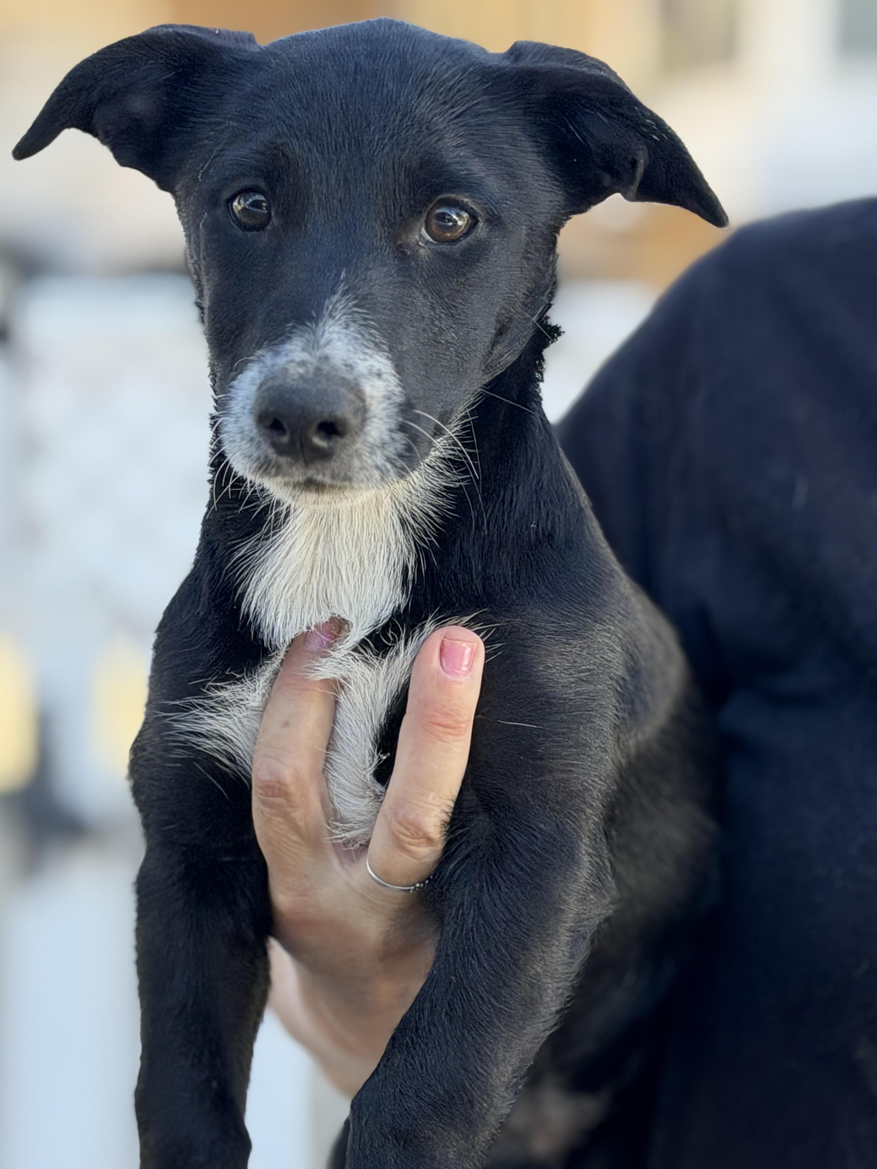 Enlarge Summer, a Adoptable mixed breed in Yuba City, CA image 2/4