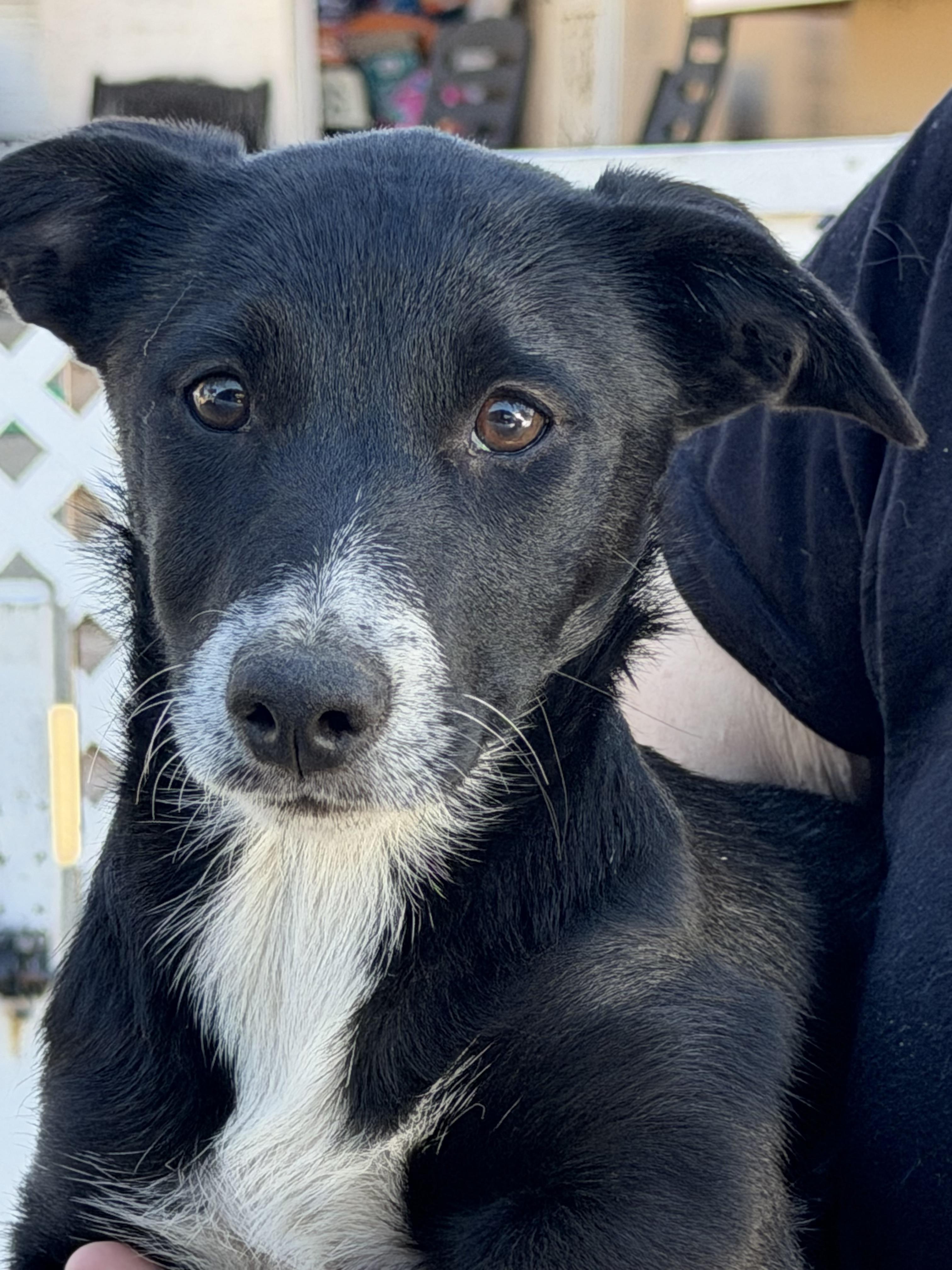 Enlarge Summer, a Adoptable mixed breed in Yuba City, CA image 3/4