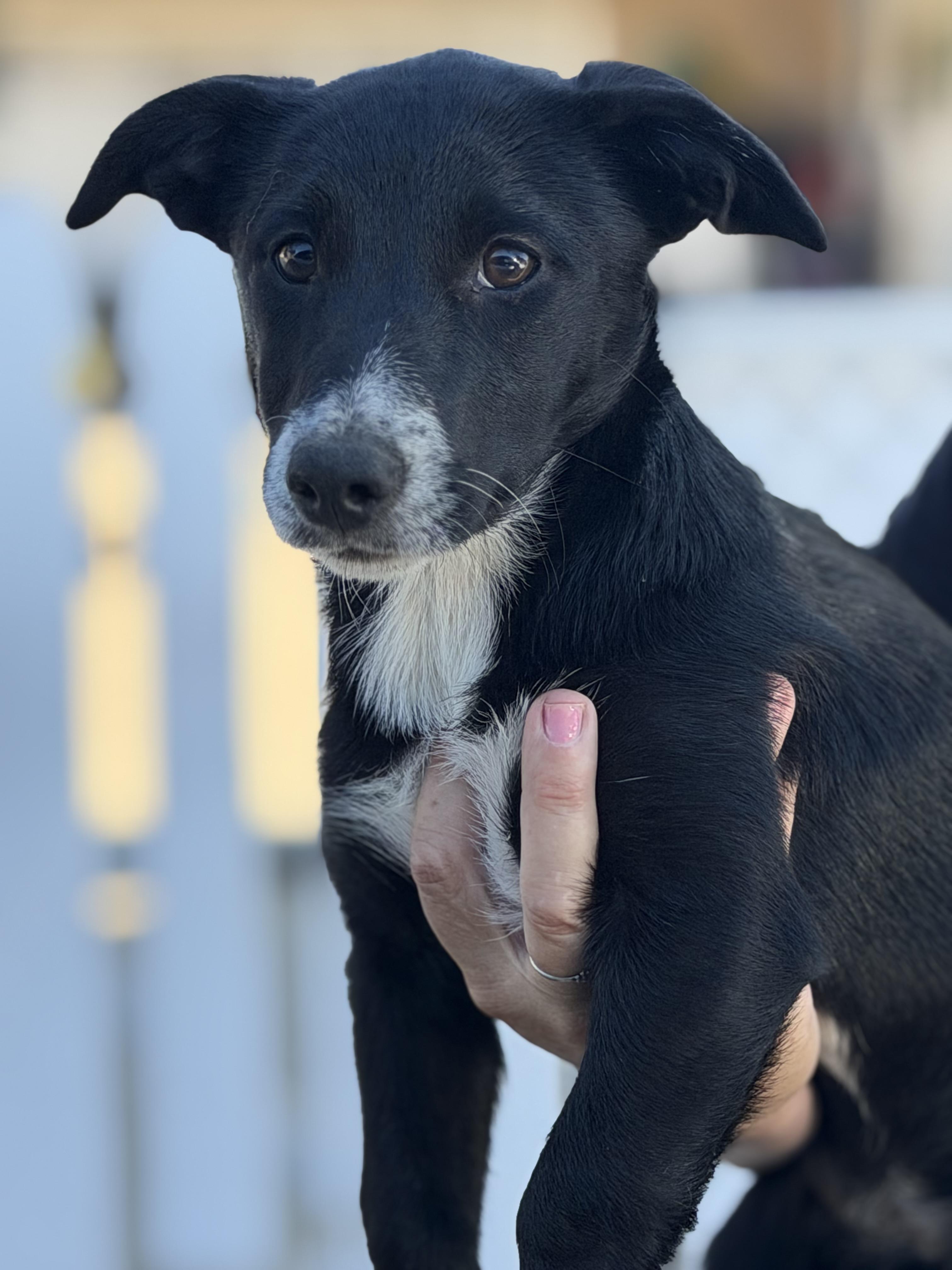 Enlarge Summer, a Adoptable mixed breed in Yuba City, CA image 1/4