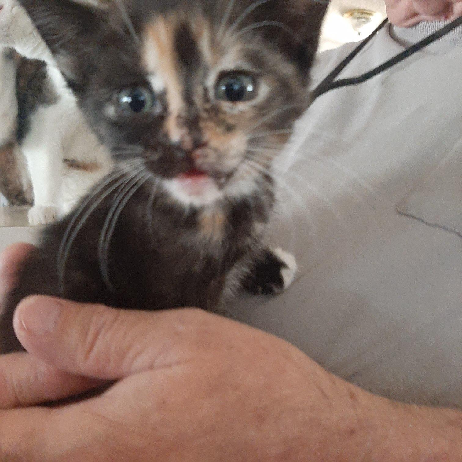 Waters, adopted, Kitten Male Domestic Medium Hair.