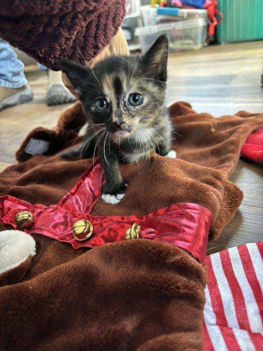 Waters, an adopted Domestic Medium Hair in Deming, NM image 2/3