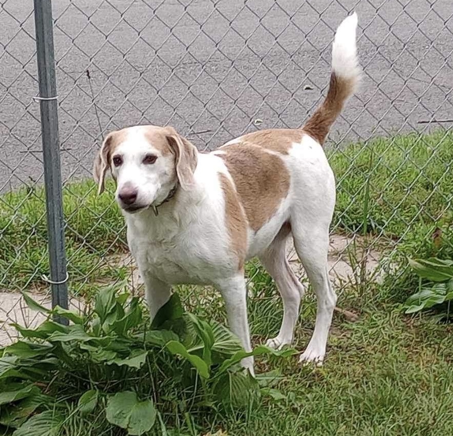 Jeb, Adult Male Foxhound