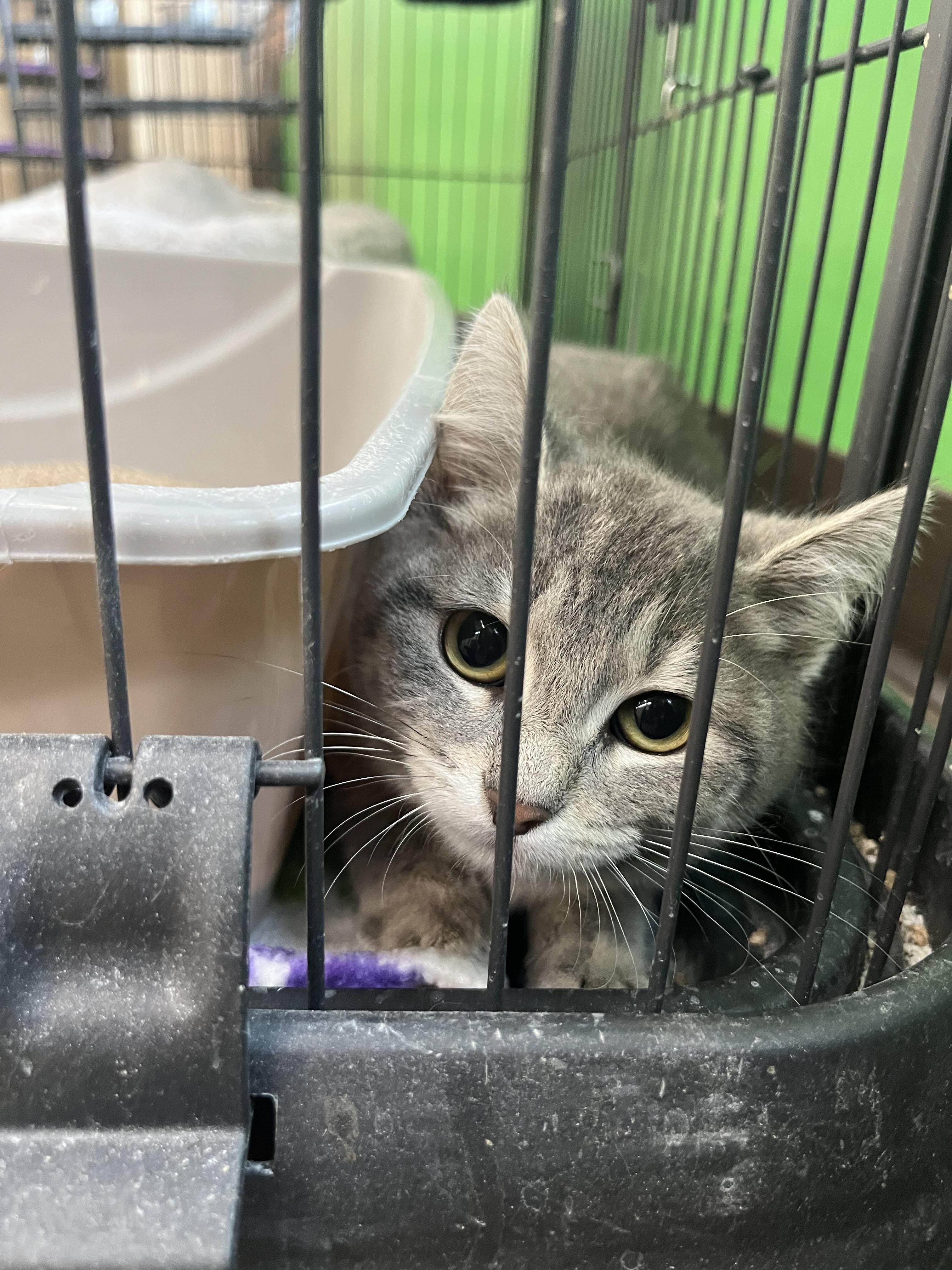 Bunny, Adopted, Young Female Domestic Short Hair.