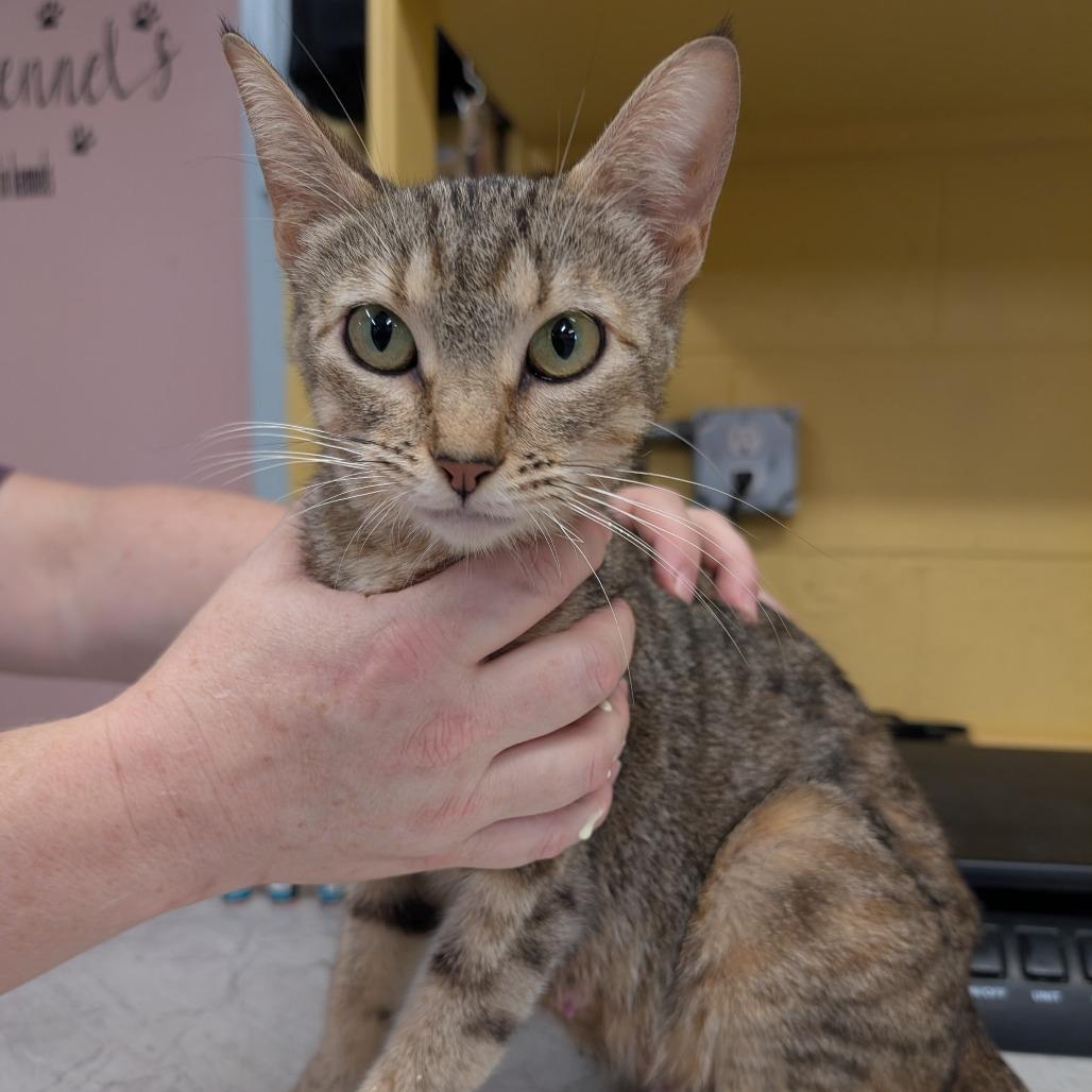 Enlarge Nova, a Adoptable Domestic Short Hair in Huntsville, AR image 1/1