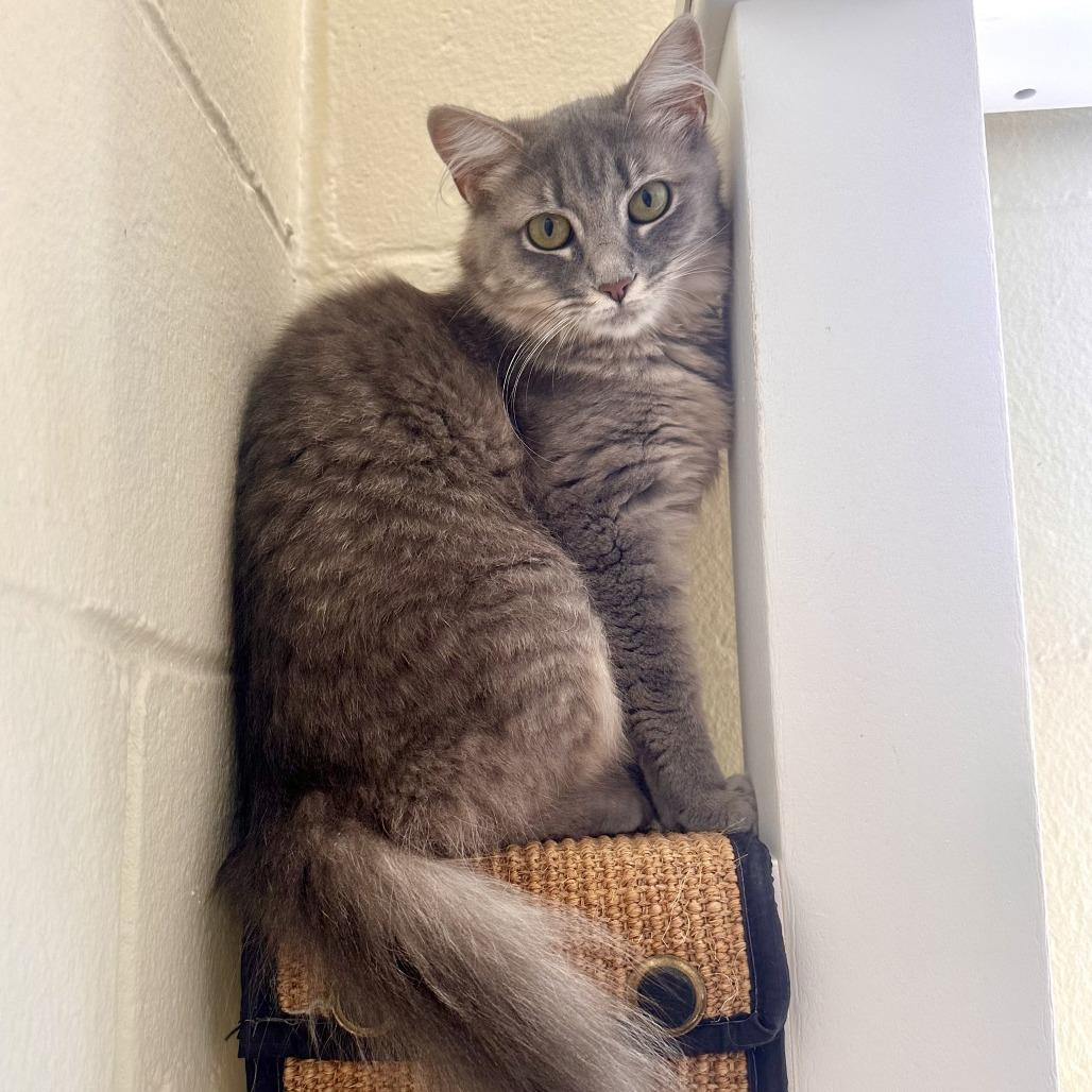 Aragon, Adoptable, Young Female Domestic Medium Hair.