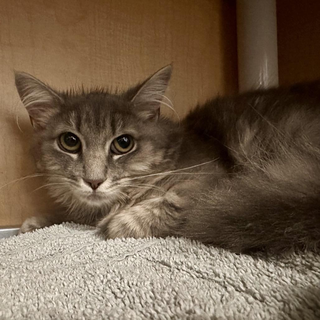 Enlarge Aragon, a Adoptable Domestic Medium Hair in Chesapeake, VA image 2/2