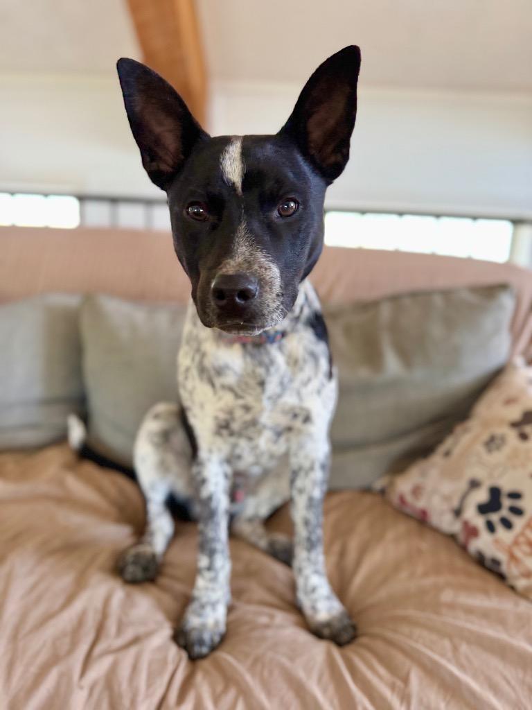 Oak, Adoptable, Young Male Australian Cattle Dog / Blue Heeler & Mixed Breed.