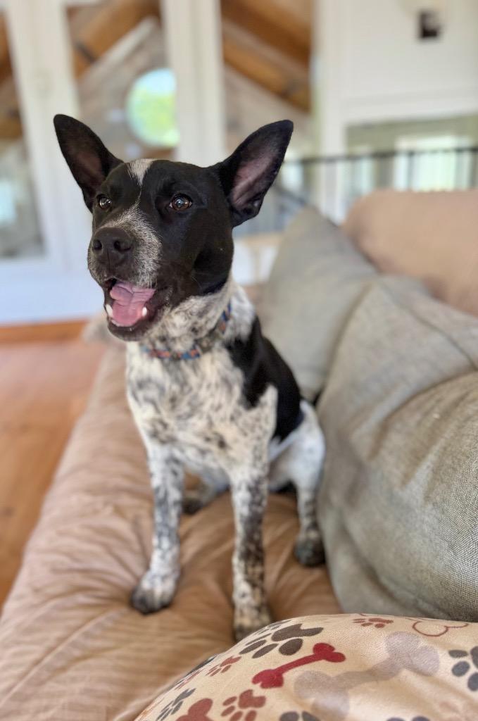 Enlarge Oak, a Adoptable mixed breed in Hudson, NY image 3/6