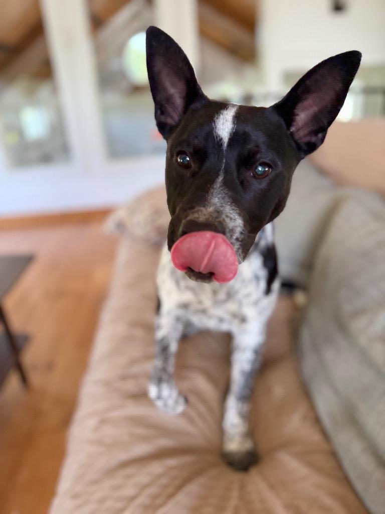 Enlarge Oak, a Adoptable mixed breed in Hudson, NY image 4/6