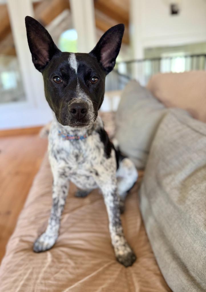 Enlarge Oak, a Adoptable mixed breed in Hudson, NY image 6/6