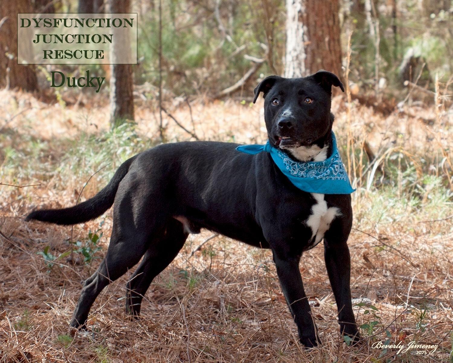 Enlarge Ducky, a Adoptable mixed breed in Jeffersonville, GA image 2/2