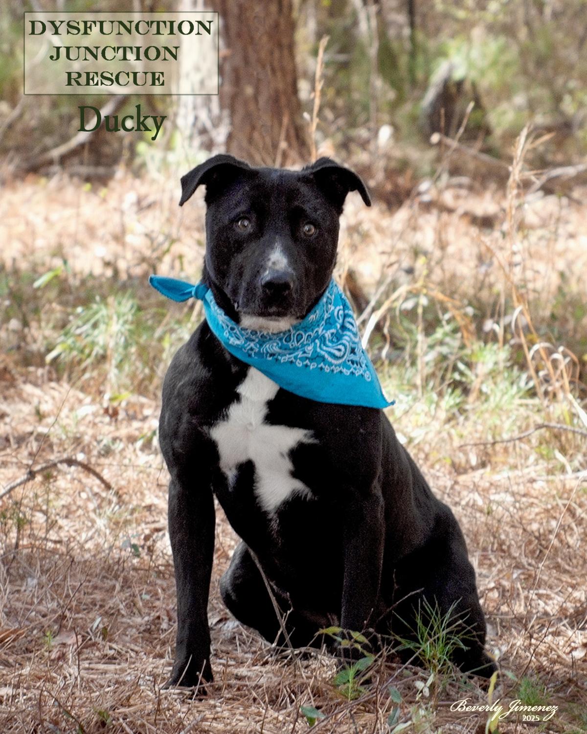 Ducky, Adoptable, Adult Male Labrador Retriever & Mixed Breed.