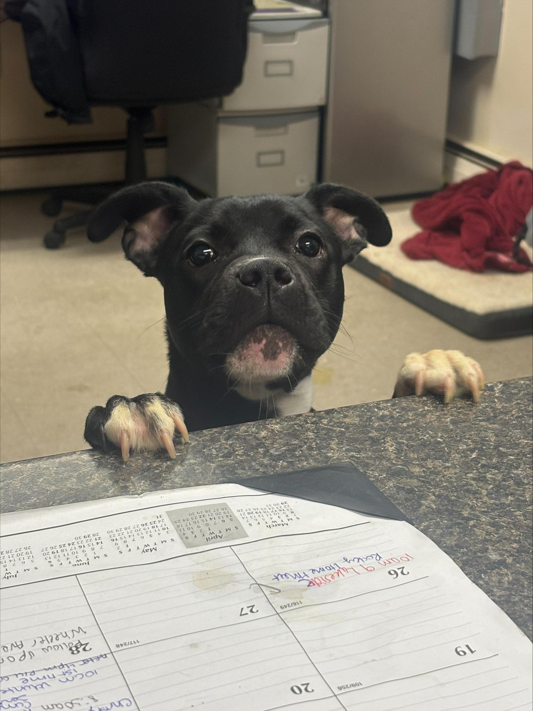 Benzo, an adopted mixed breed in Cranston, RI image 2/3