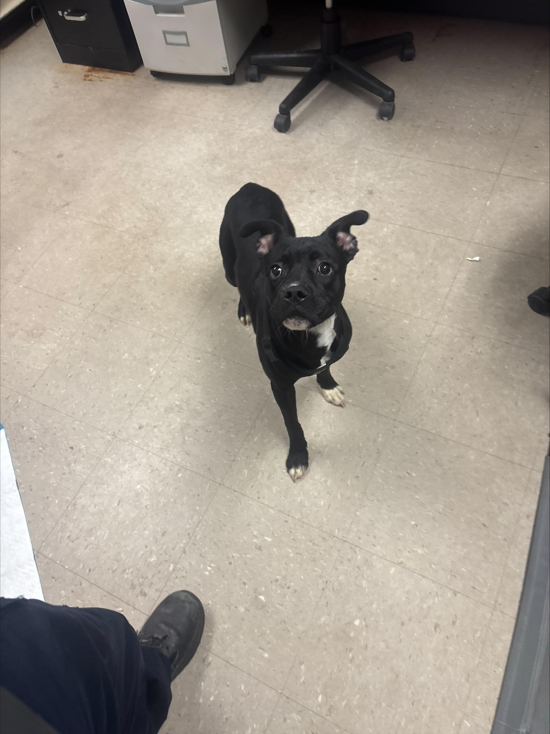 Benzo, an adopted mixed breed in Cranston, RI image 3/3