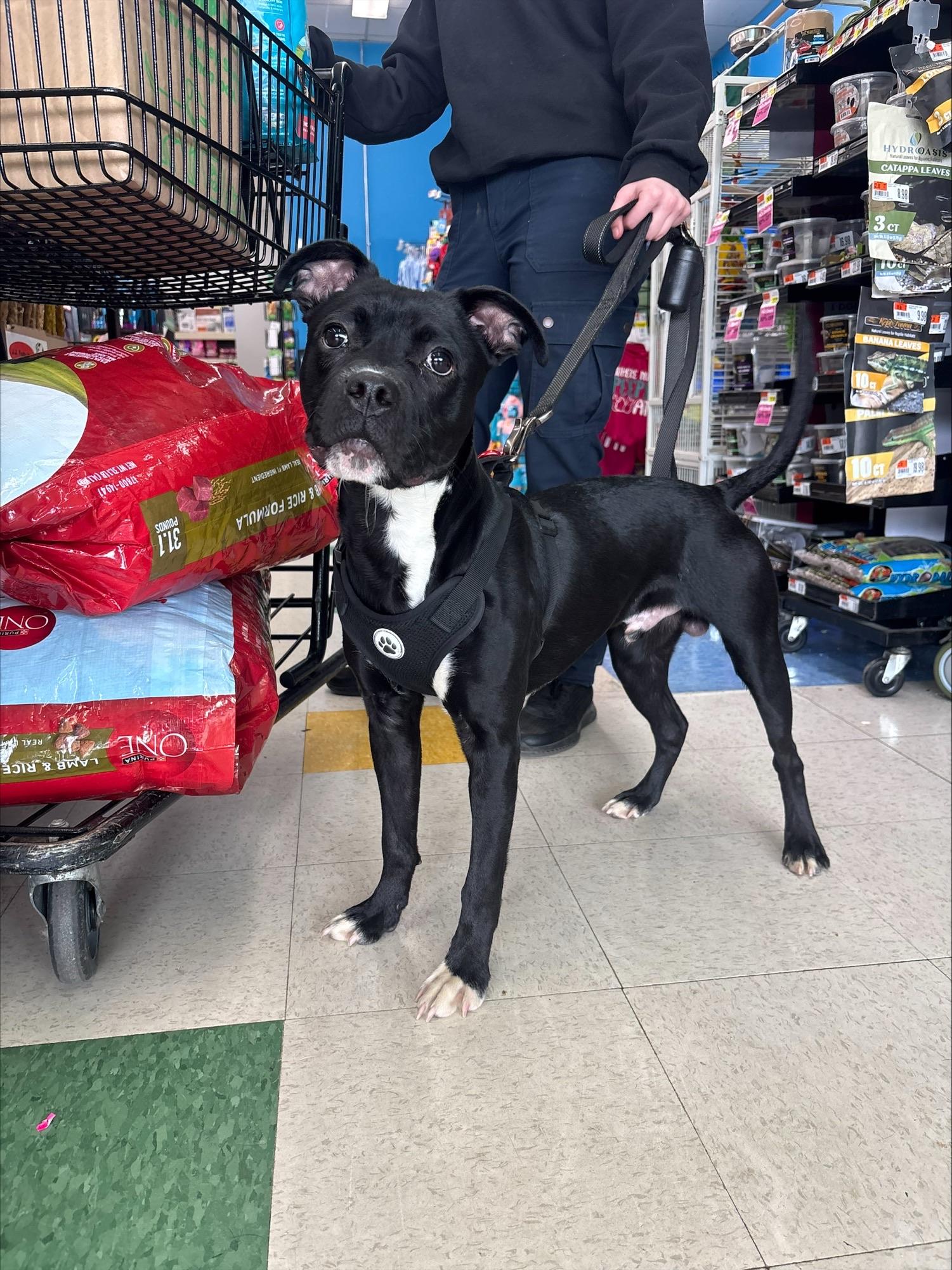 Benzo, adopted, Puppy Male American Bulldog & Labrador Retriever.