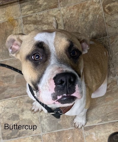 Buttercup, Adult Female American Bulldog