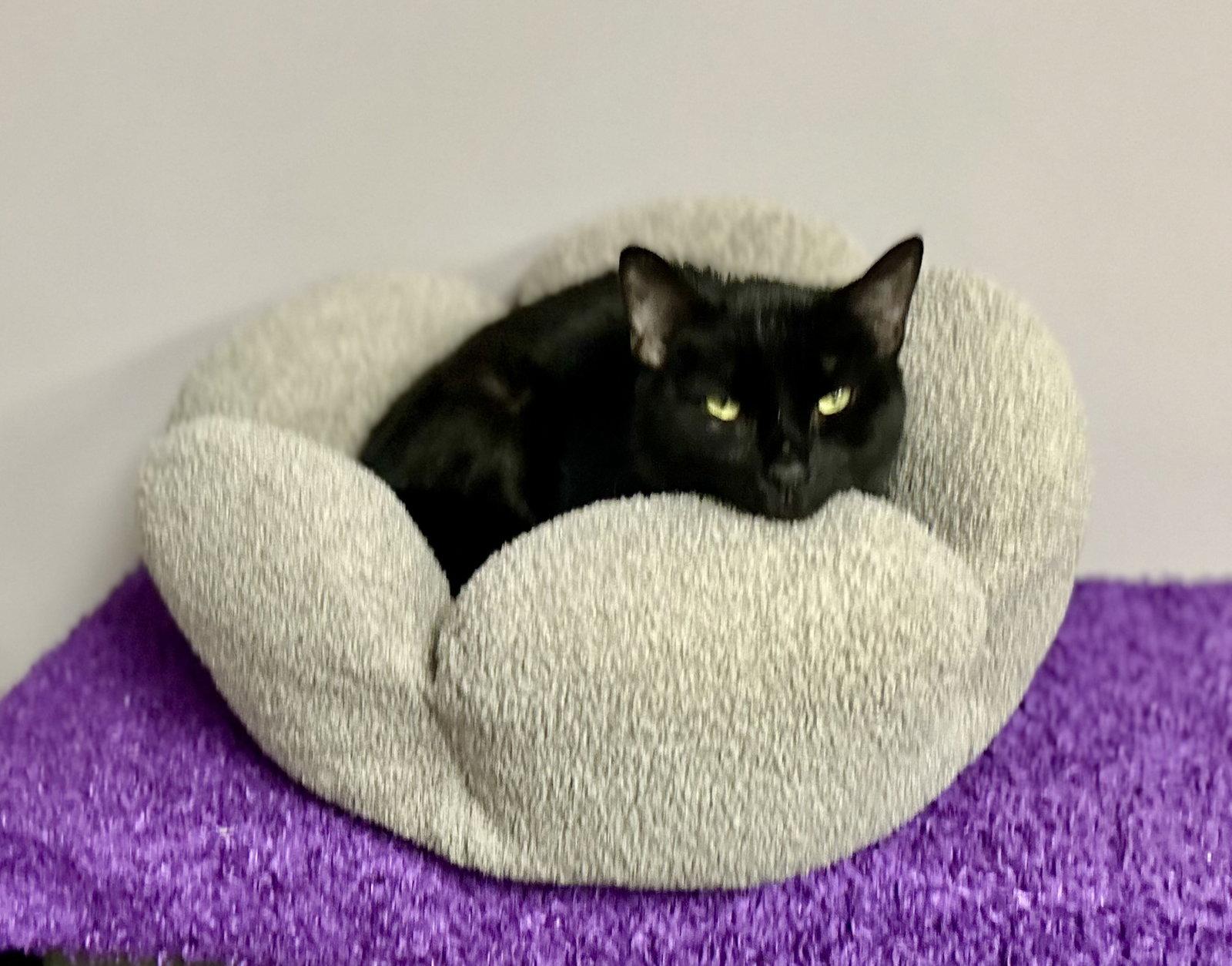 Punky, Adoptable, Adult Male Domestic Short Hair.