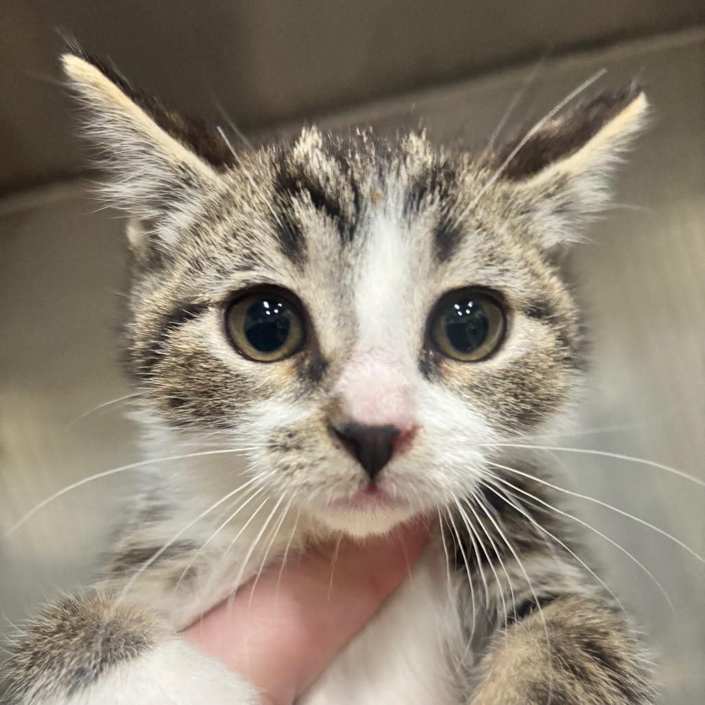 Cosmos 41C26, a Adoptable mixed breed in Napoleon, OH image 1/5